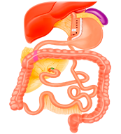 Bypass-gástrico Bypass-gástrico