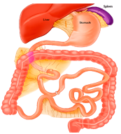 Enteroenteroanastomose Enteroenteroanastomose