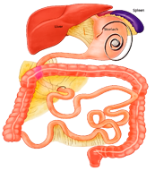 Marcapasso-Gástrico-2000 Marcapasso-Gástrico-2000